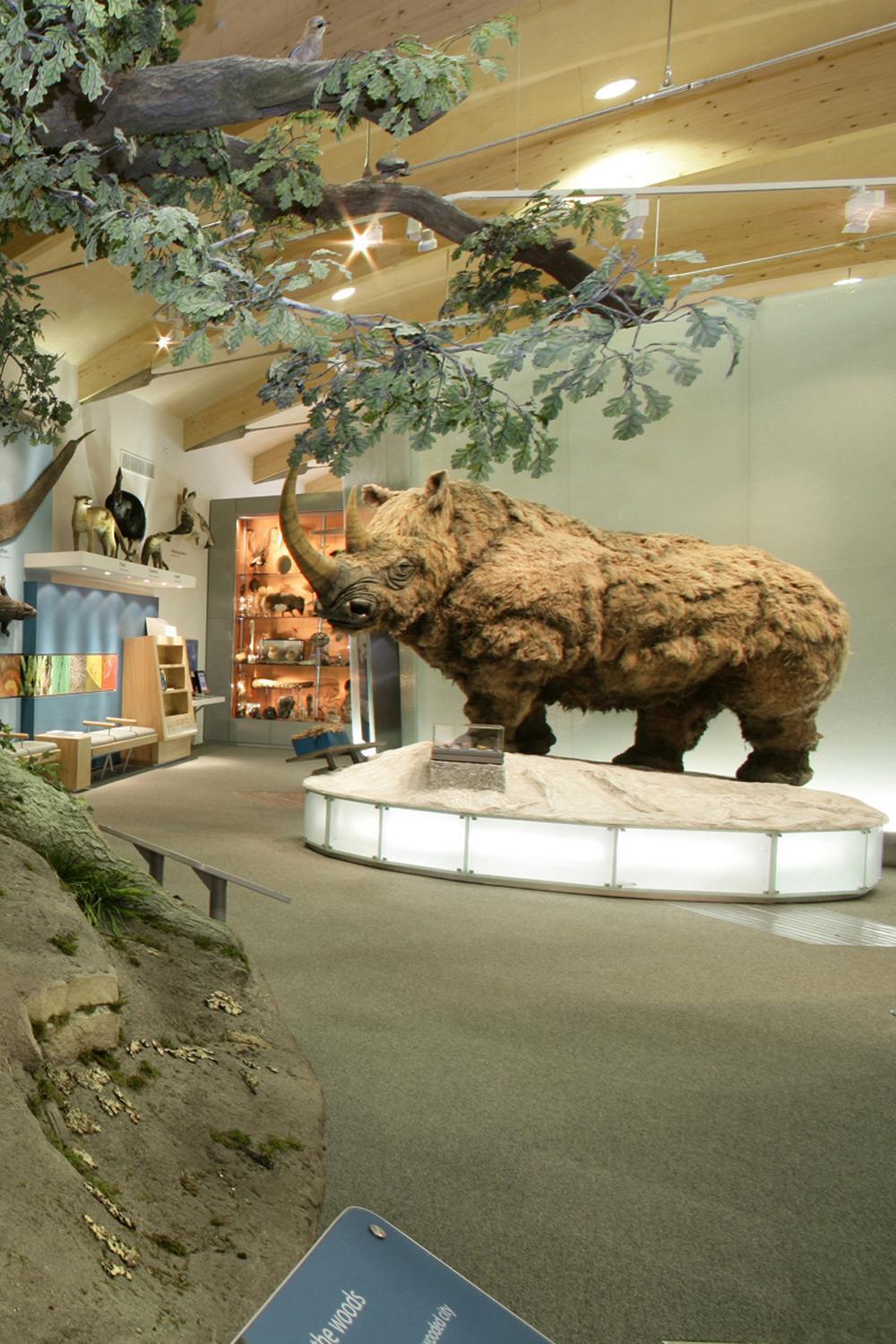 Weston Park Museum